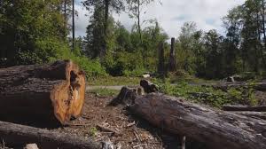 Professional Tree Removal in Honeygo, MD