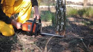 Best Tree Maintenance Programs  in Honeygo, MD