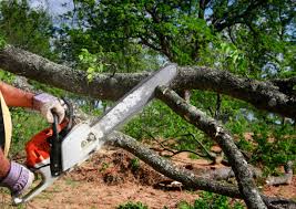 Best Fruit Tree Pruning  in Honeygo, MD