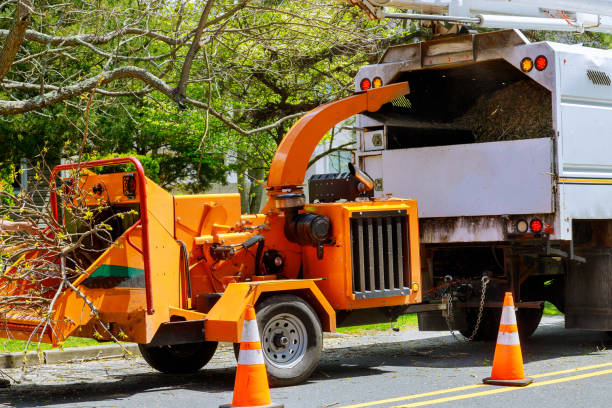 Best Tree Disease Treatment  in Honeygo, MD