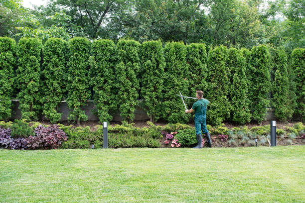 Best Sod Installation  in Honeygo, MD