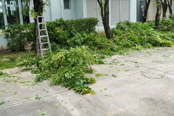 Best Lawn Irrigation Installation and Maintenance  in Honeygo, MD