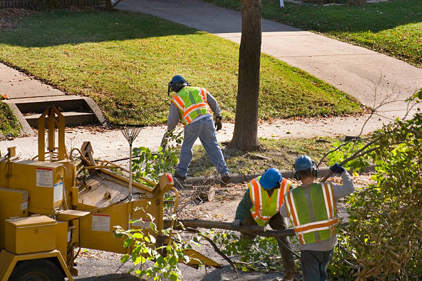 Best Storm Damage Tree Cleanup  in Honeygo, MD