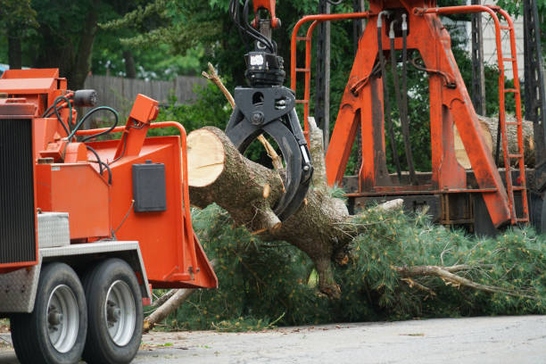 Best Tree Cabling and Bracing  in Honeygo, MD