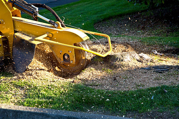 Best Lawn Maintenance Plans  in Honeygo, MD