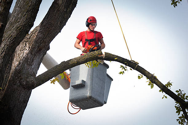 Best Palm Tree Trimming  in Honeygo, MD