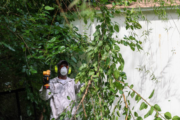 Best Tree Health Inspection  in Honeygo, MD