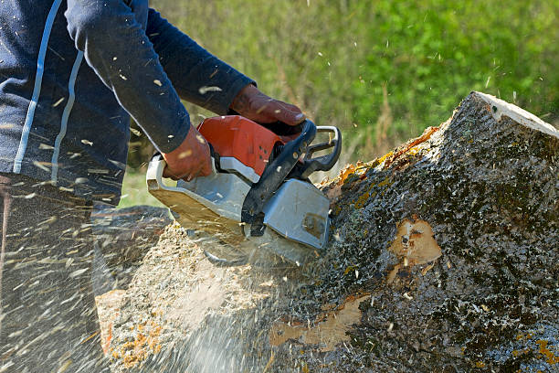Best Tree Trimming and Pruning  in Honeygo, MD