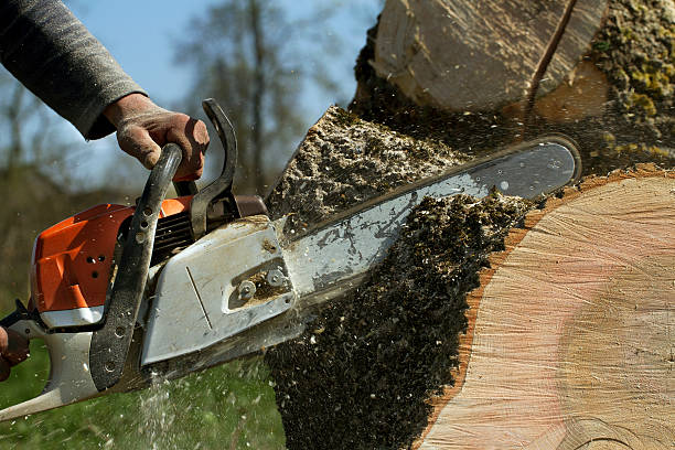 Best Utility Line Clearance  in Honeygo, MD
