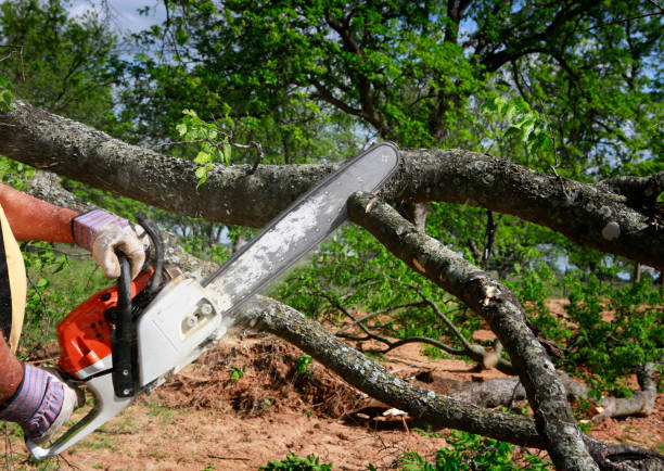 Best Seasonal Cleanup (Spring/Fall)  in Honeygo, MD