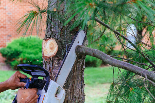 Best Root Management and Removal  in Honeygo, MD